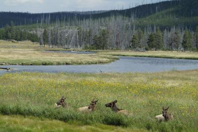 Elk Ladies Lounging and Dining near Madison Yellowstone _DSF0495.jpg