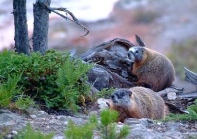 Marmots at Yellowstone DSCF0029.jpg