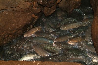 Fish at Fish Cave Mae Hong Son DSCF0724.JPG