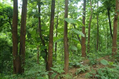 Teak Forest Mae Hong Son Province DSCF0369.JPG