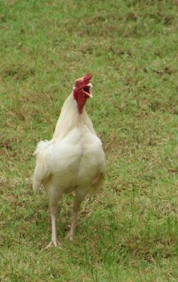 crowing rooster DSCF0342.JPG