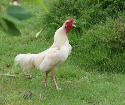 crowing rooster Mae Hong Son Province DSCF0341.JPG