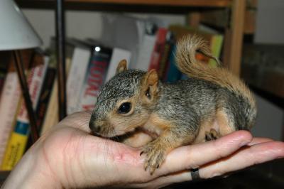 baby fox squirrel DSC_6228.JPG