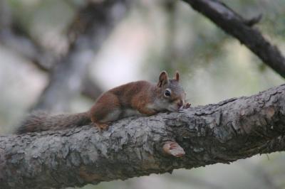 red squirrel DSC_6071.JPG