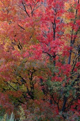 Buckskin Autumn Scene DSC_6719.JPG