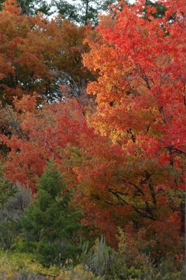 Buckskin Autumn Scene DSC_6741.JPG