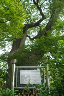 1300-year-old tree at a temple near airport DSCF1101.JPG