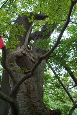1300-year-old tree without interpretive sign DSCF1067.JPG