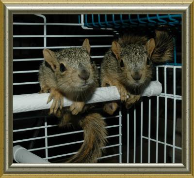 little squirrels - Aspen and Maple - smallfile DSC_6800.jpg