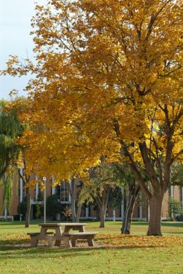 Autumn at ISU -- View from the Administration Bldg towards the Fine Arts Building DSCF0498.jpg