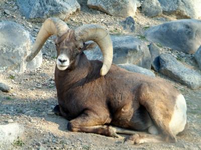 Bighorn Sheep at Pocatello Zoo DSCF0625.jpg