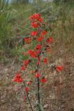 scarlet gilia West Buckskin Rd about 5800 feet DSC_4864.JPG