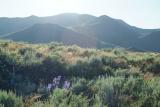 It's Blooming Season at Craters of the Moon!