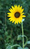 Wild sunflower smallfile DSCF0030.JPG
