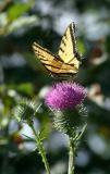 tiger swallowtail butterfly DSCF0021.jpg