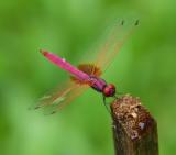 Red Dragon Fly near Fish Cave Mae Hong Son DSCF0779.JPG