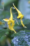 Wildflowers at Top of Doi Inthanon _DSF0206.JPG