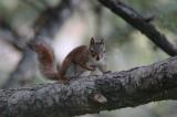 red squirrel DSC_6067.JPG