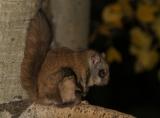 Northern Flying Squirrel -- Glaucomys sabrinus DSCF0513.jpg