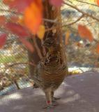 ruffed grouse at zoo DSCF0690.jpg