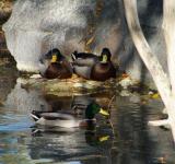 Lovely Ducks at Pocatello Zoo DSCF0675.jpg