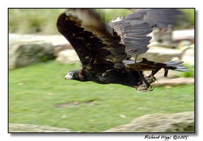 Eagle in full flight