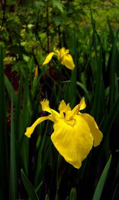 Wetland Irises