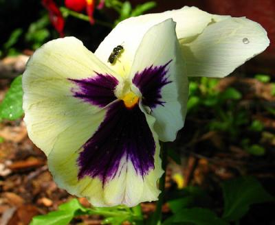 Pansy and Friend