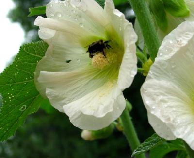 Hollyhock and Bee