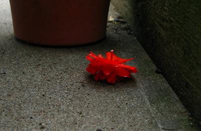 Early Summer 2005