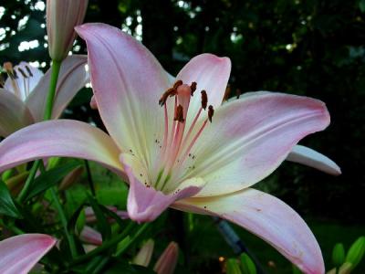 Asian Day Lily