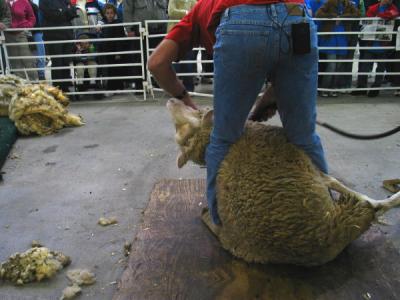Sheep Shearing