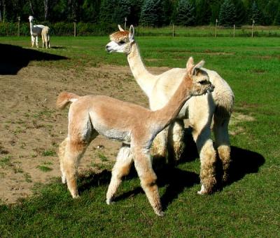 Young Alpacas