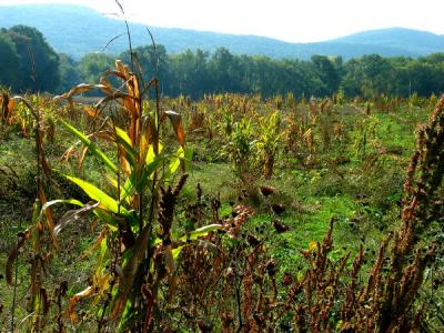 Corn Field