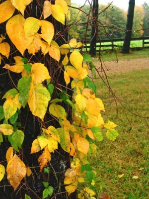 Yellow Leaves