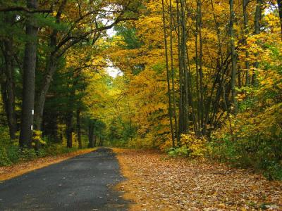 Autumn Road