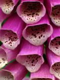 Foxglove