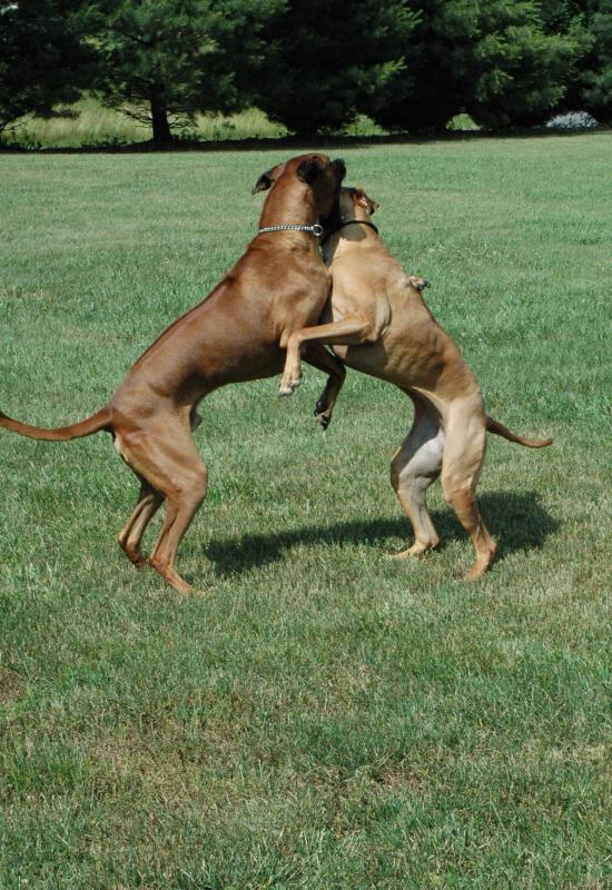 Body slamming