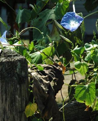 Morning glory glory September 13