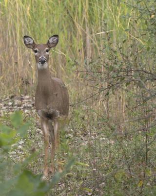 Doe, a Deer