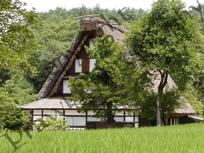 Barn and rice paddy