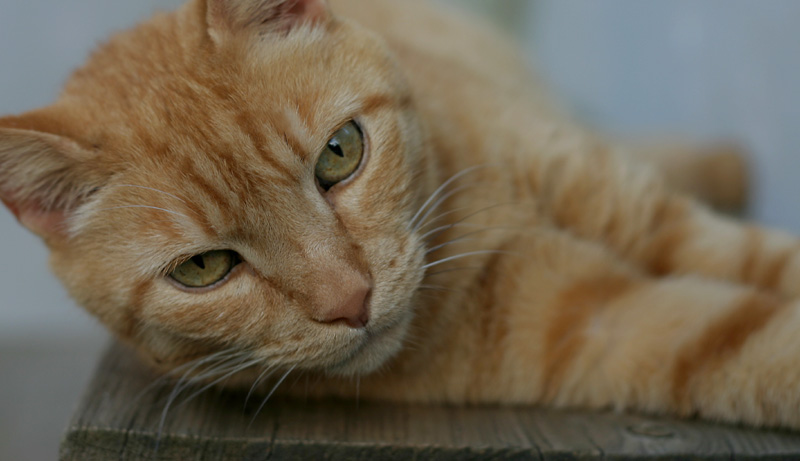 Fred