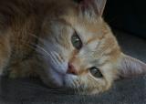 Tigger