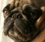 pug-face