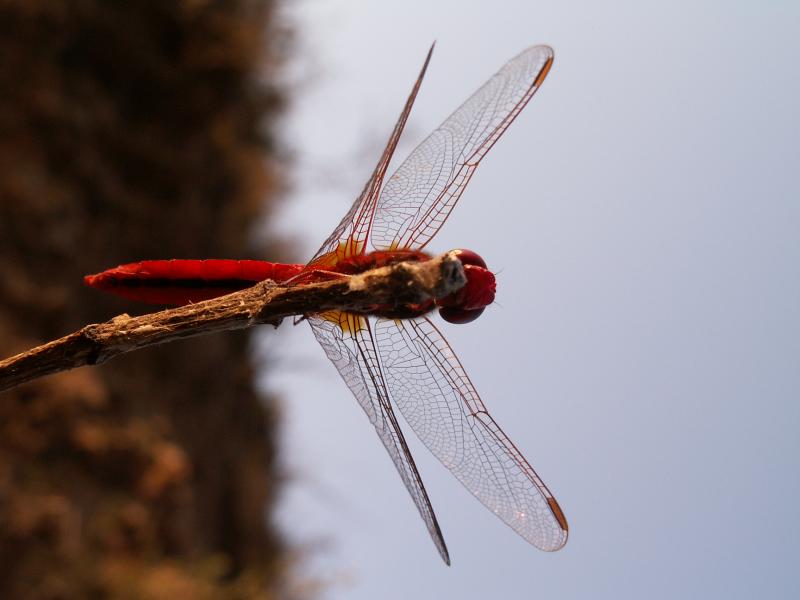 Libelinha // Scarlet Darter (Crocothemis erythraea), male