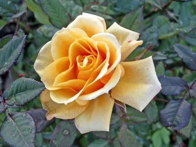 Rosa Laranja // Orange Rose (Rosa sp.)