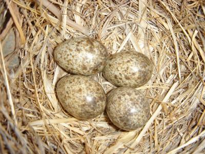 Ninho de Cotovia-do-monte // Nest of Thekla Lark (Galerida theklae)