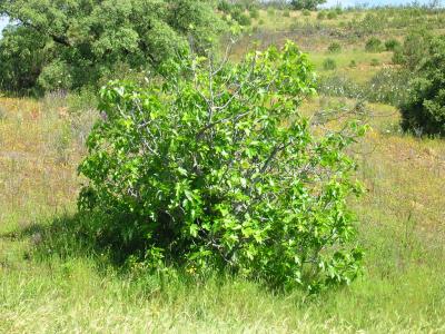Figueira /|\ Fig Tree (Ficus carica)