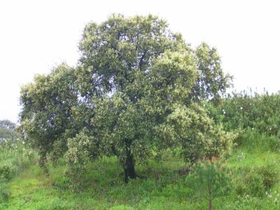 Azinheira // Holm Oak (Quercus ilex subsp. rotundifolia)