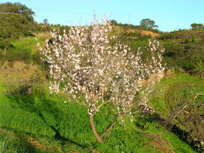 Amendoeira em Flor // Almond Blossom (Prunus dulcis)